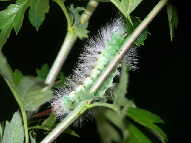 Calliteara pudibunda - Copyright © Hugues Mouret